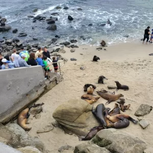 sea lions- cove beach